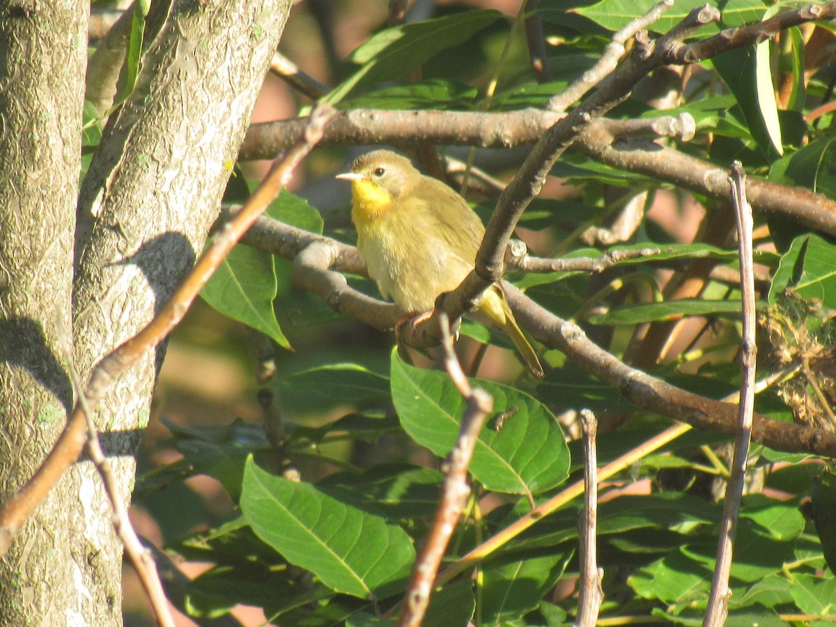 Common Yellowthroat - ML115143781