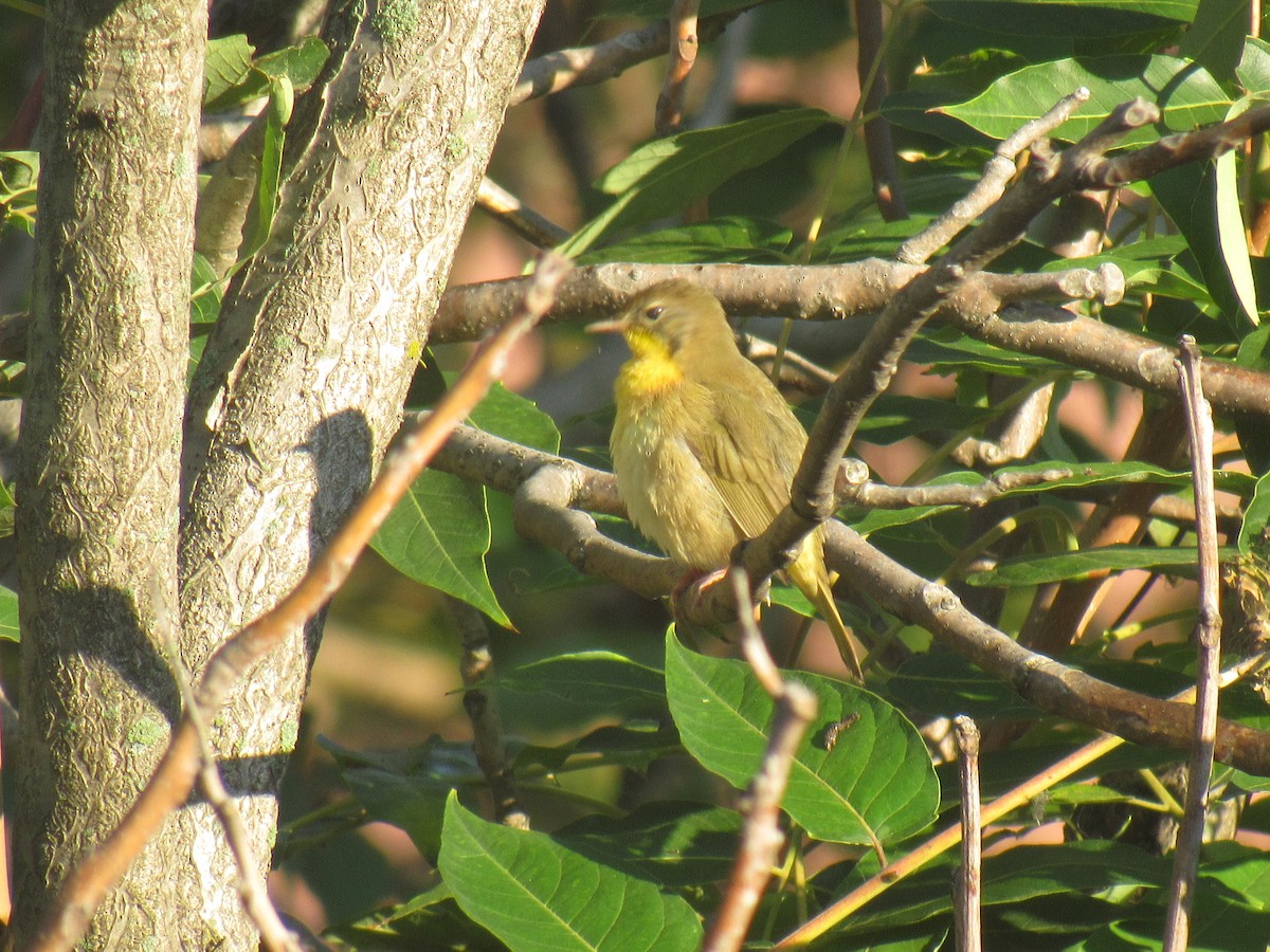Common Yellowthroat - ML115143801