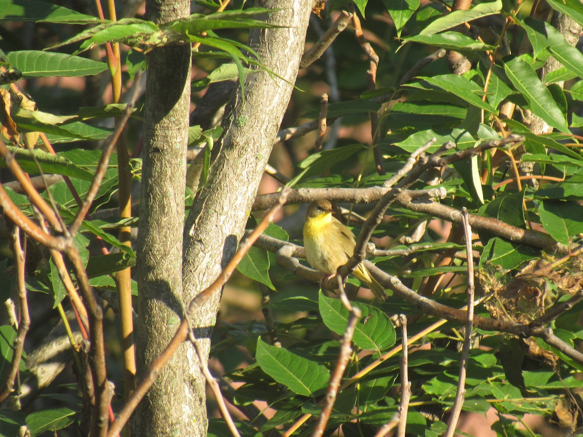 Common Yellowthroat - ML115143811