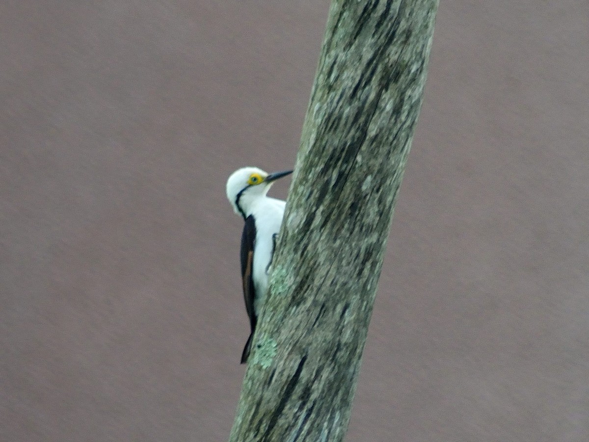 White Woodpecker - Marcos de Campo