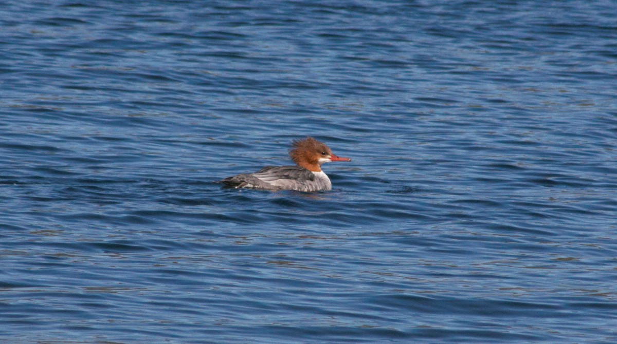 Common Merganser - ML115144801