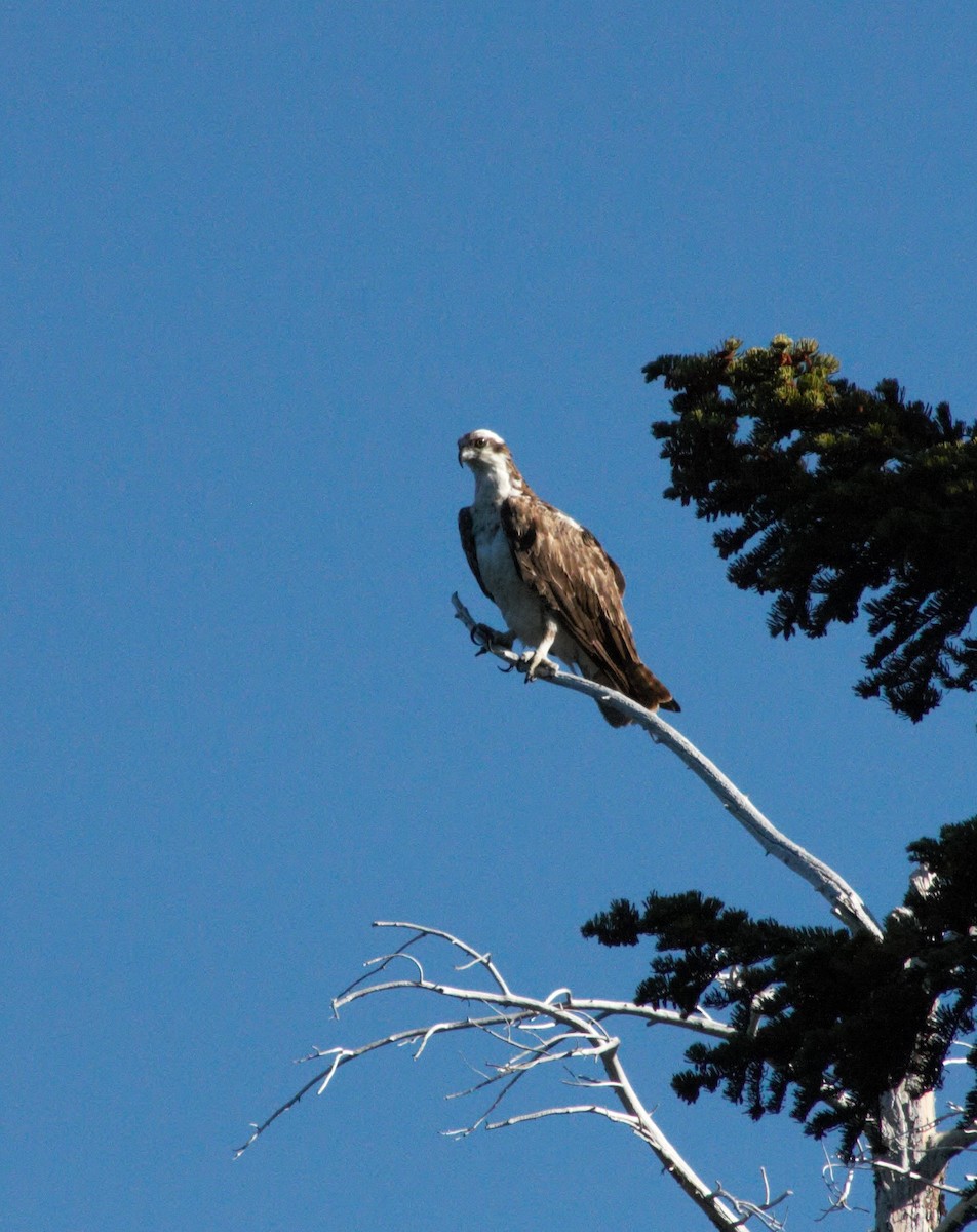 Osprey - ML115144841