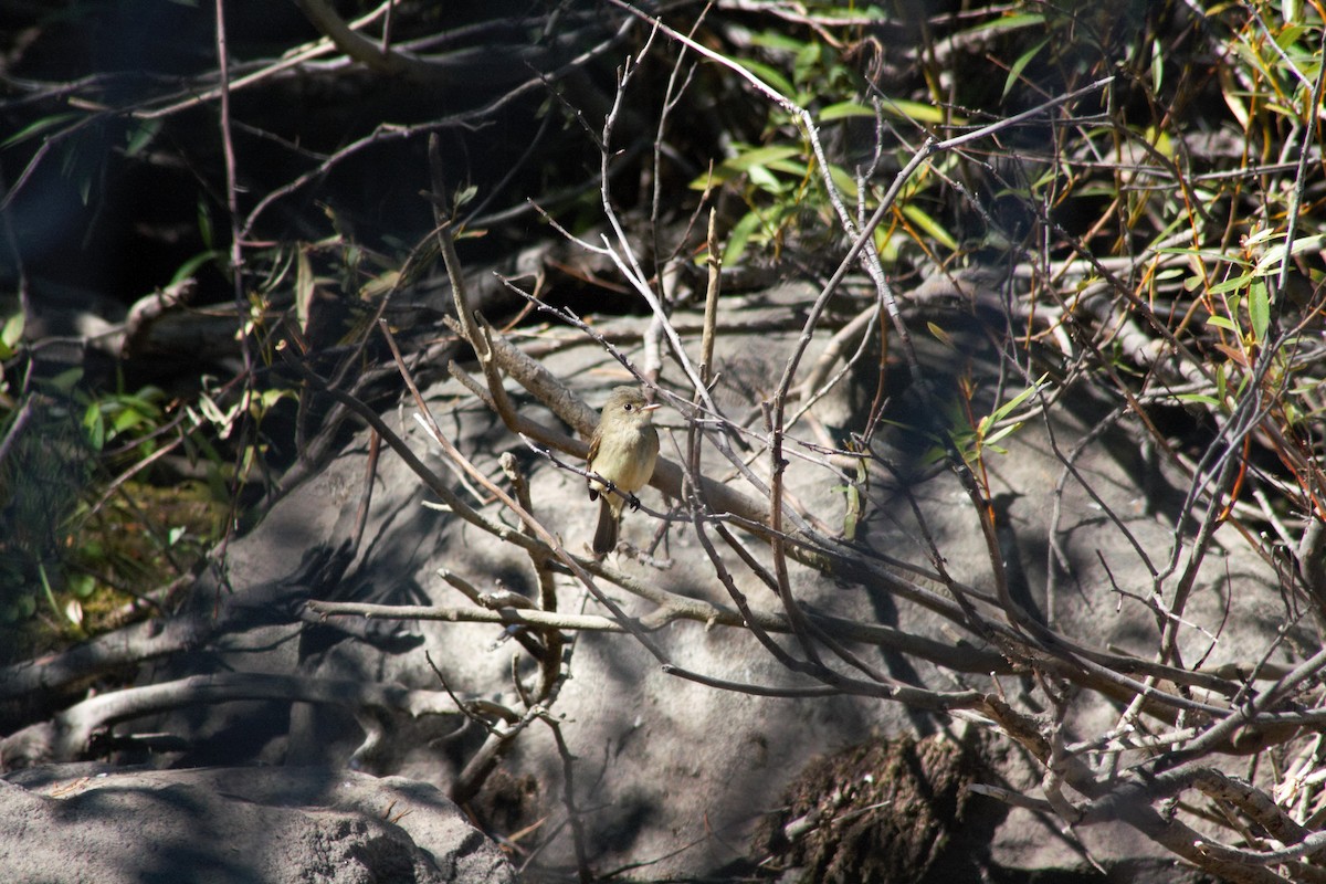 Willow Flycatcher - ML115145011