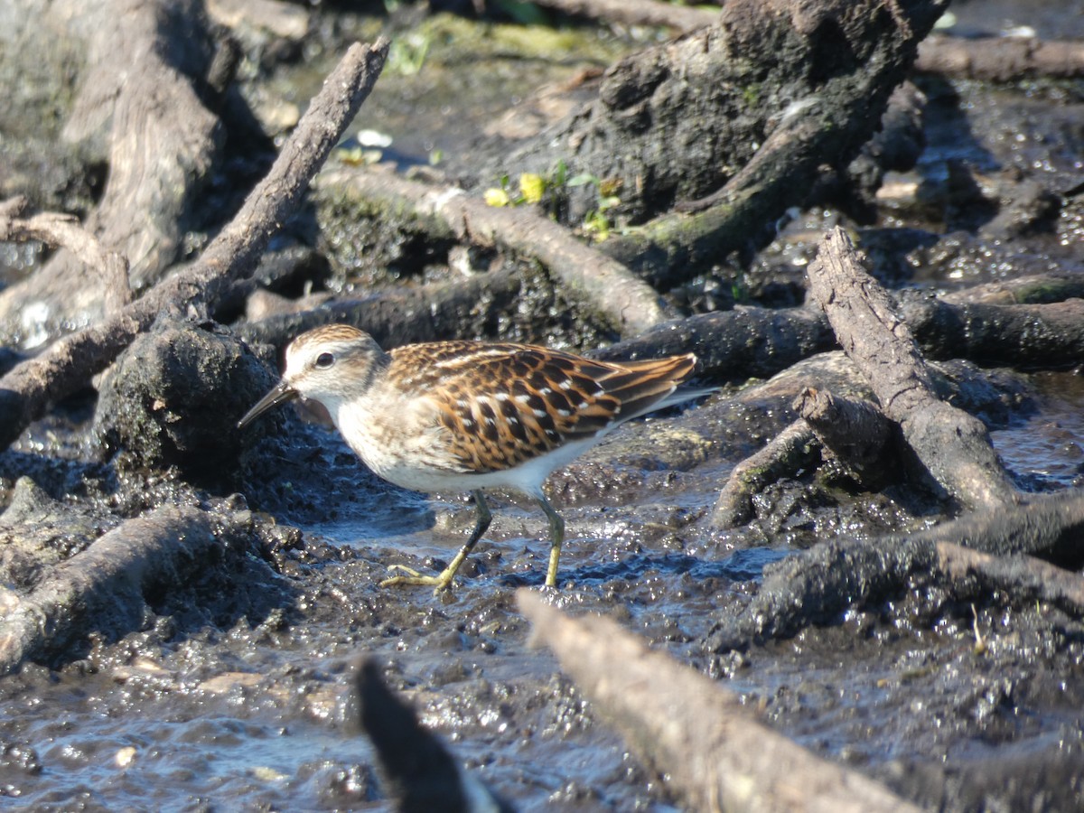 pygmésnipe - ML115145421