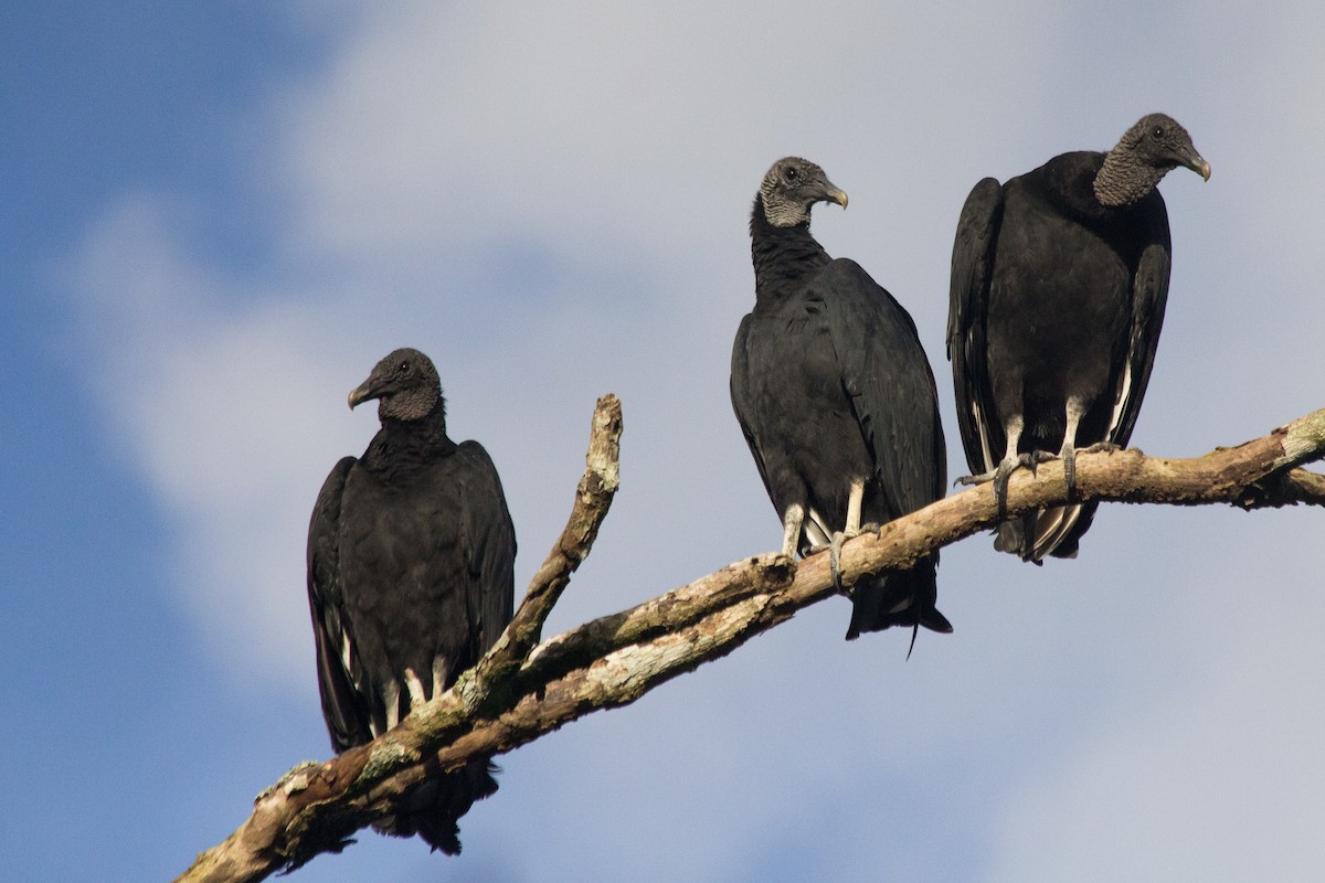 Black Vulture - Francis Canto Jr