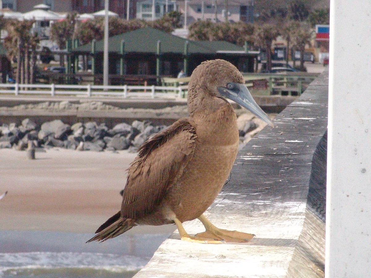 Brown Booby - ML115146441