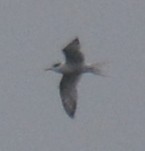 Common Tern - ML115147021