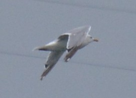 Herring Gull - ML115147101