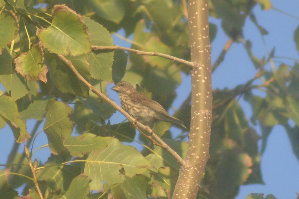 Purple Finch - ML115147351