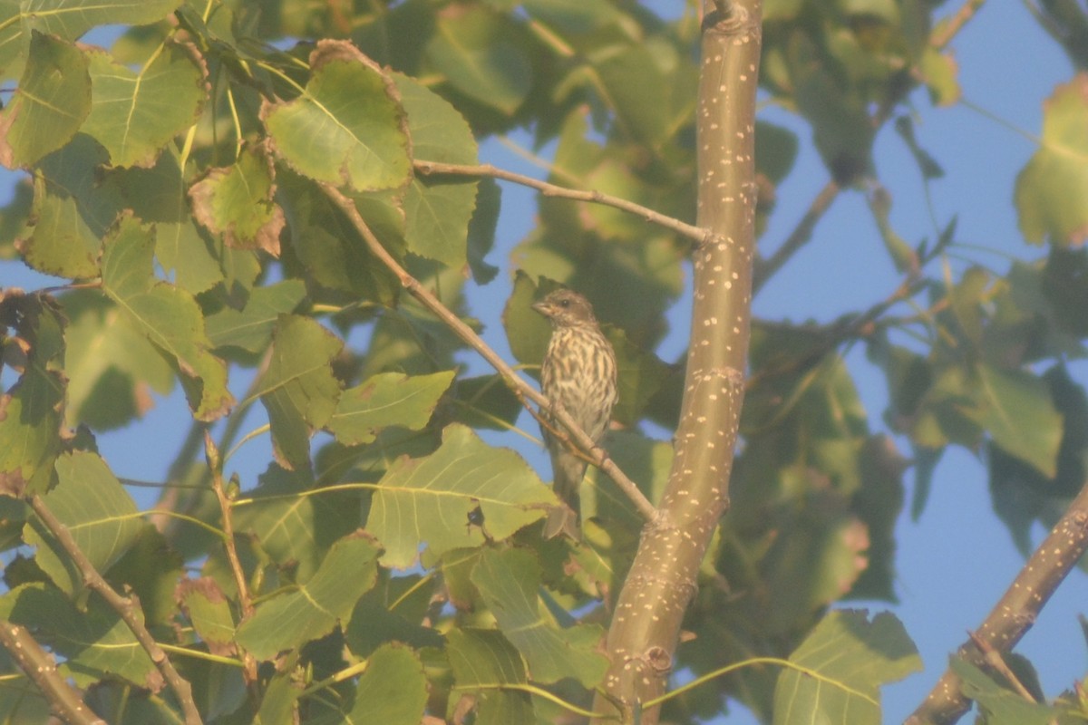 Purple Finch - ML115147361