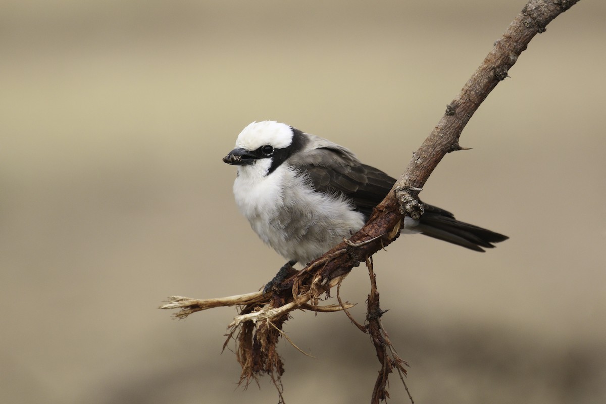 White-rumped Shrike - ML115147541