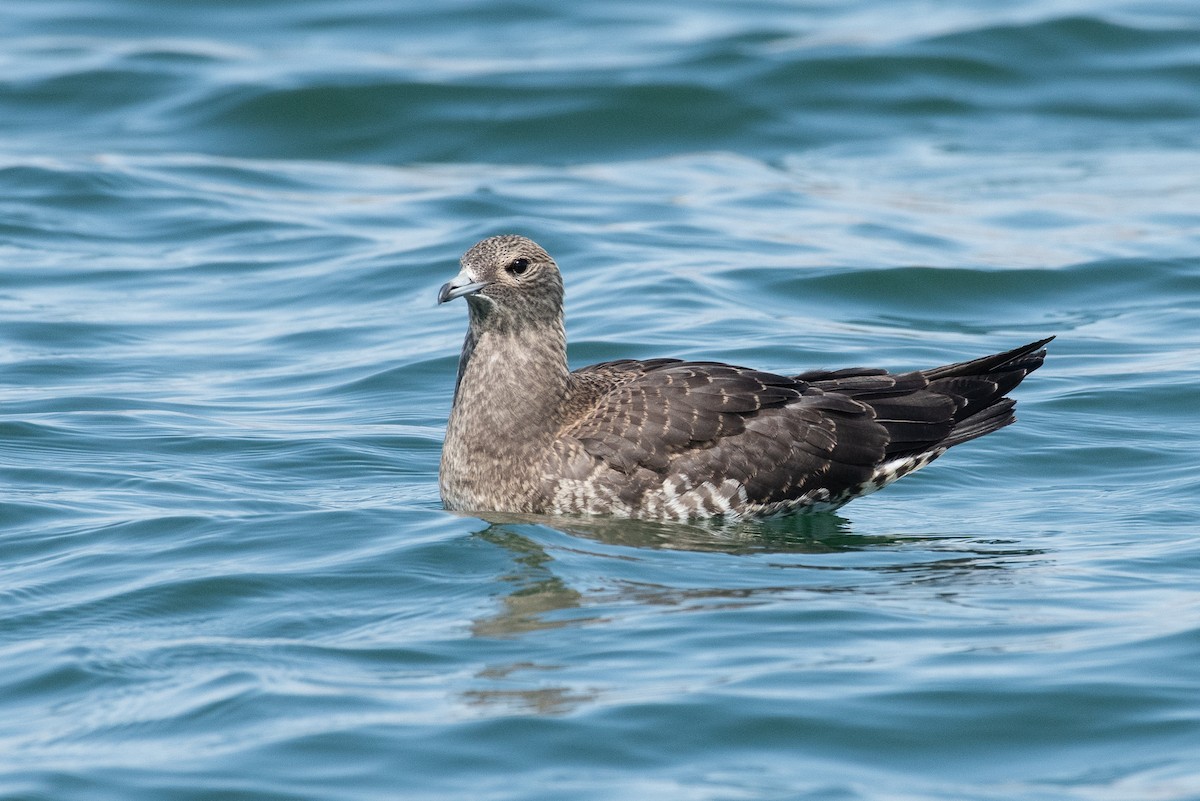 Parasitic Jaeger - Adam Jackson