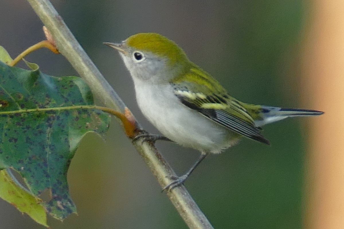 Gelbscheitel-Waldsänger - ML115150601