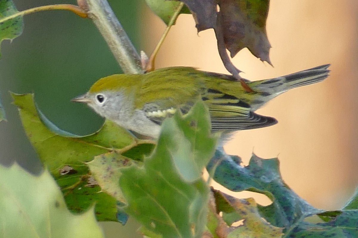 Chestnut-sided Warbler - ML115150651