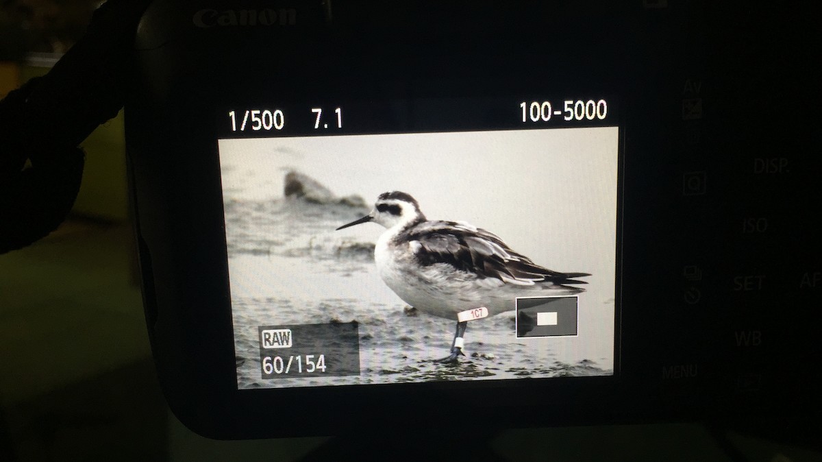 Red-necked Phalarope - Abhishek Shankar