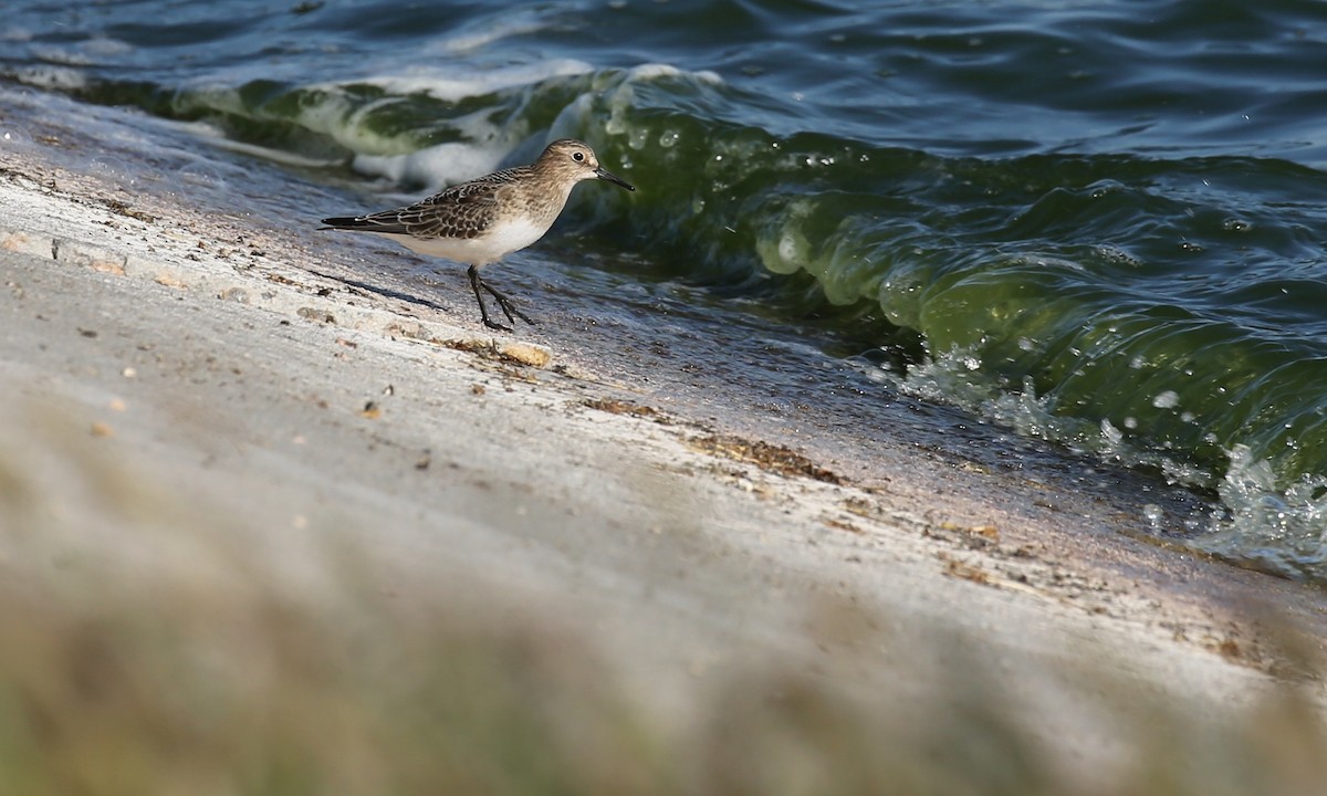 Baird's Sandpiper - ML115153231