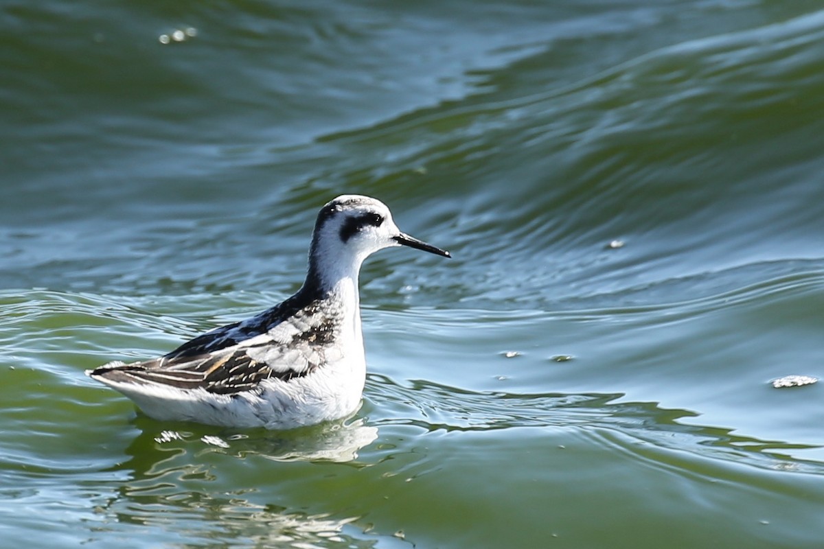 Red-necked Phalarope - ML115153651