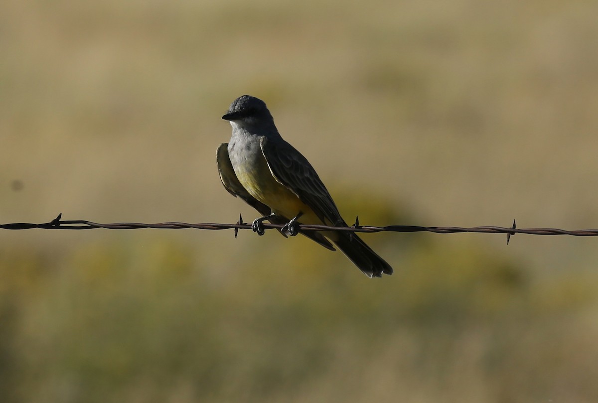 Cassin's Kingbird - ML115155211