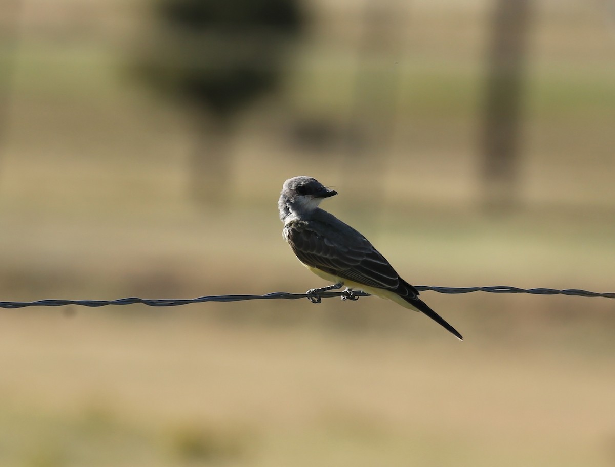 Western Kingbird - ML115155311