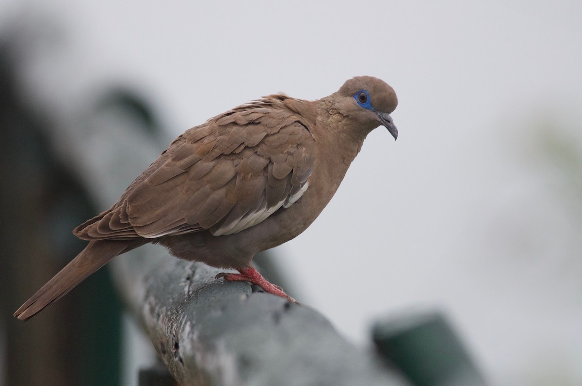 West Peruvian Dove - Amanda Guercio