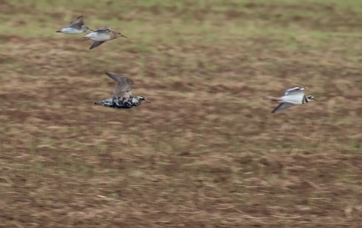 American Golden-Plover - ML115157621