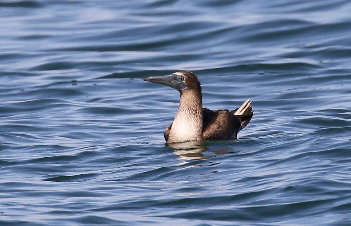 Blue-footed Booby - ML115159921
