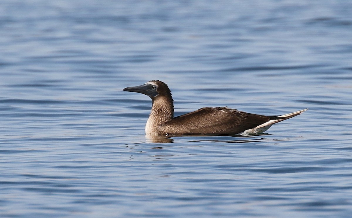Blue-footed Booby - ML115159931