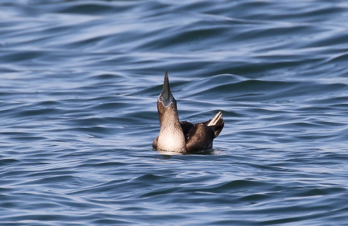 Blue-footed Booby - ML115159941