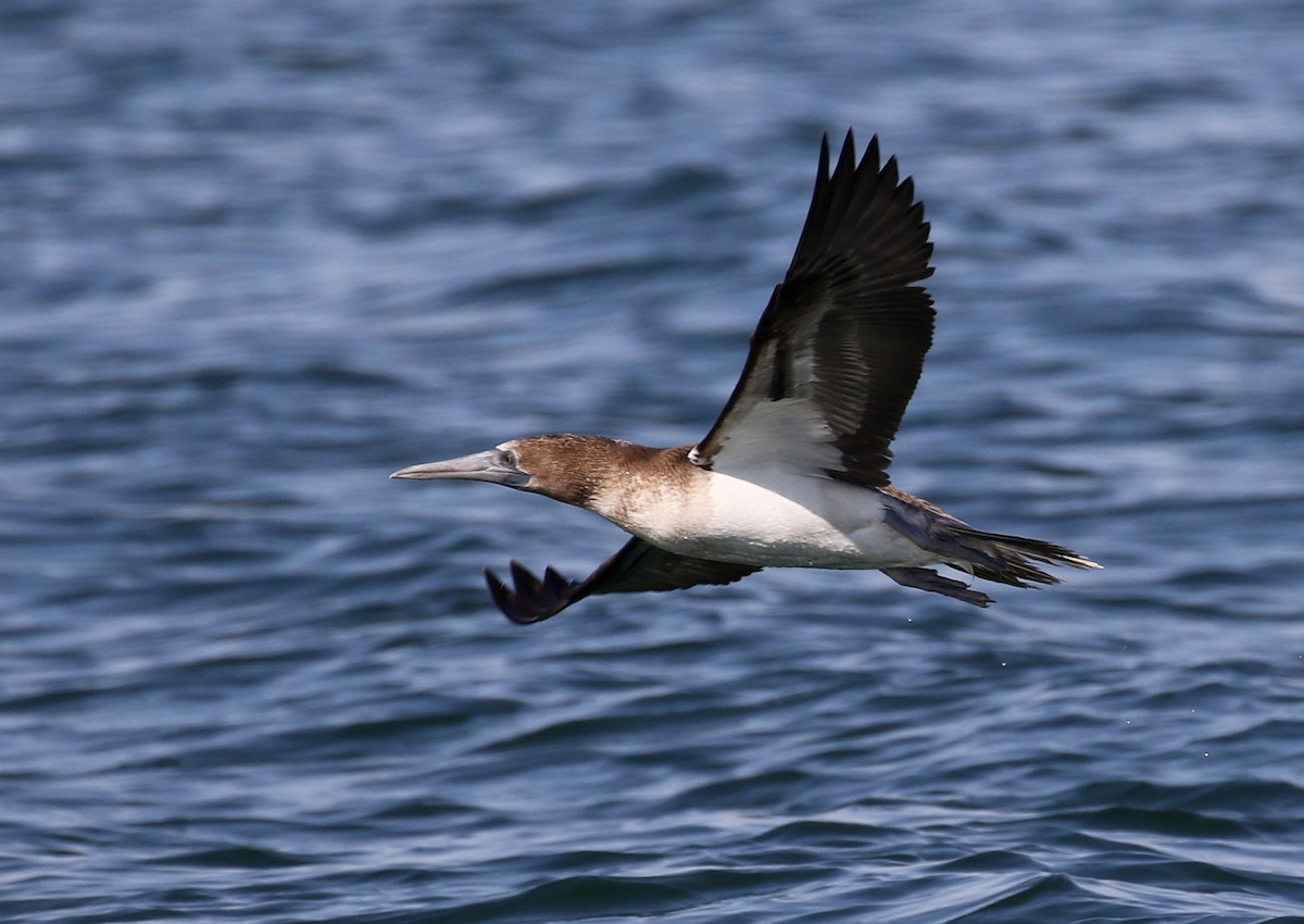 Blue-footed Booby - ML115159951