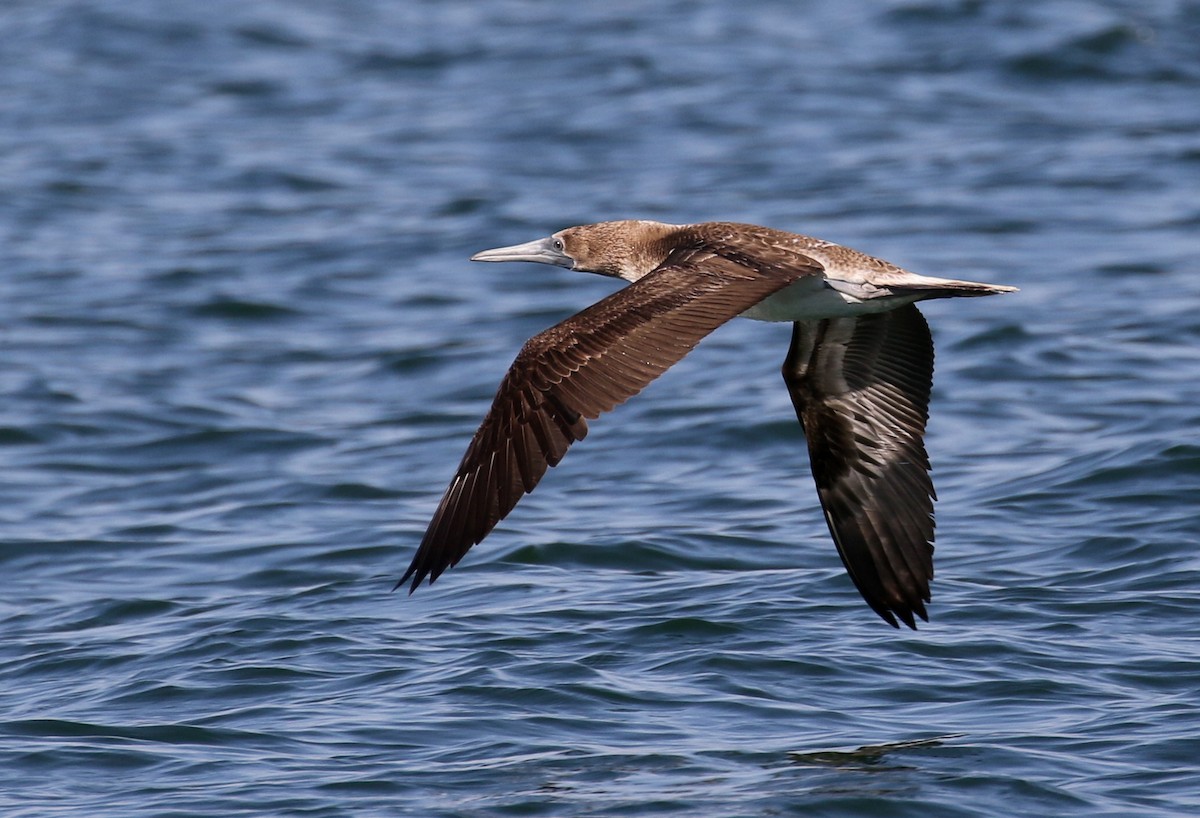 Blue-footed Booby - ML115159961