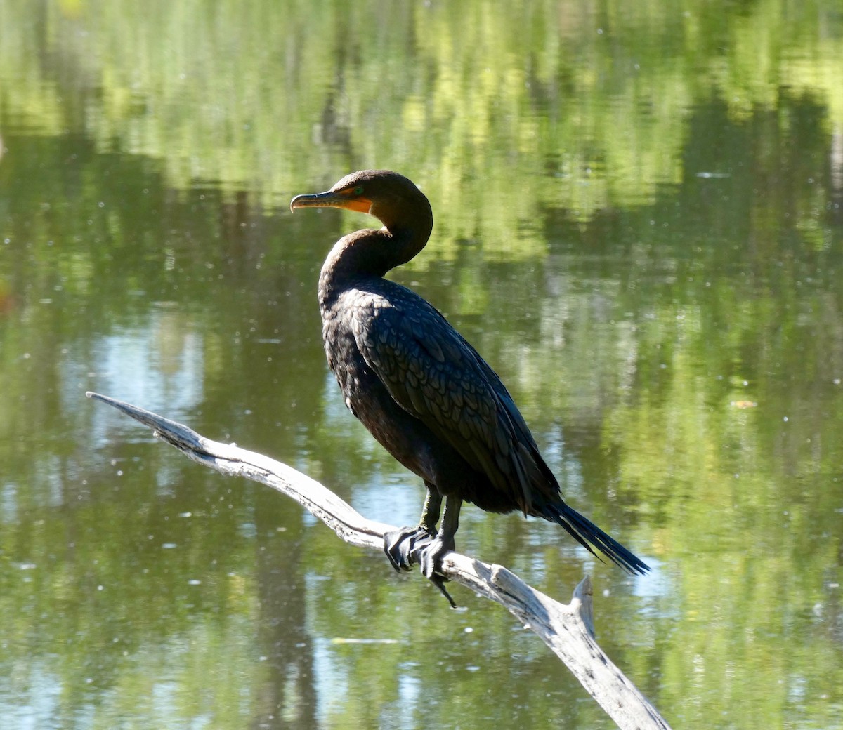 Double-crested Cormorant - ML115160541