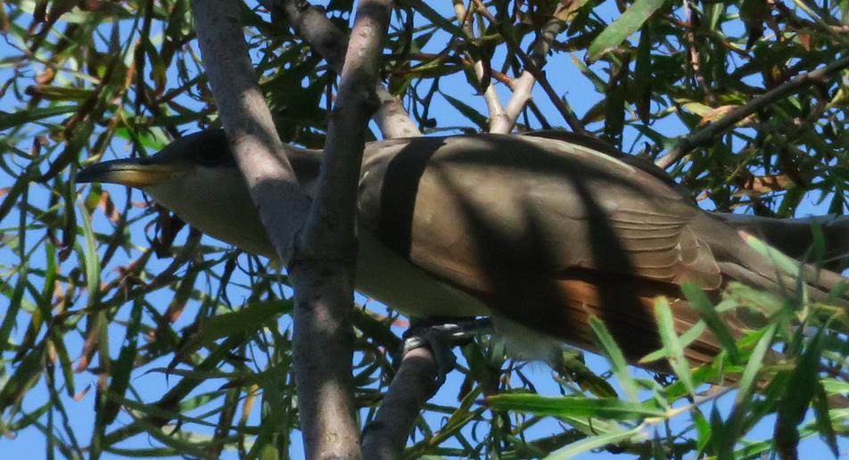 Yellow-billed Cuckoo - art reisman