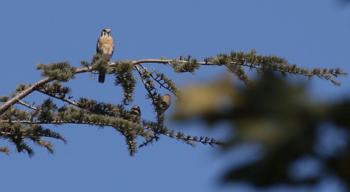 American Kestrel - ML115164361