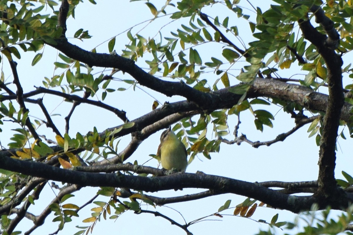 Philadelphia Vireo - ML115164531