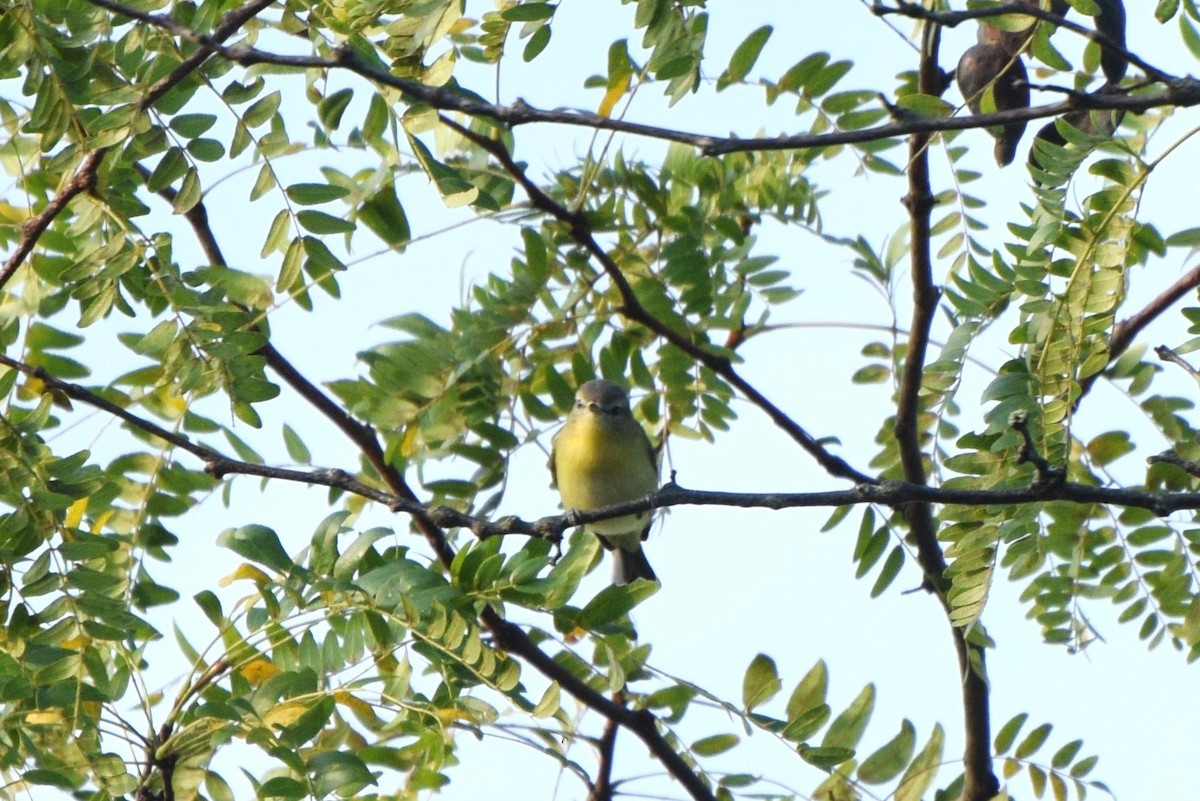 Philadelphia Vireo - ML115164541