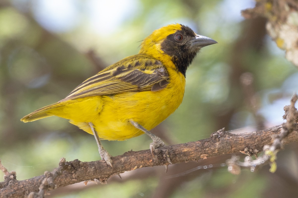 Little Weaver - ML115165351