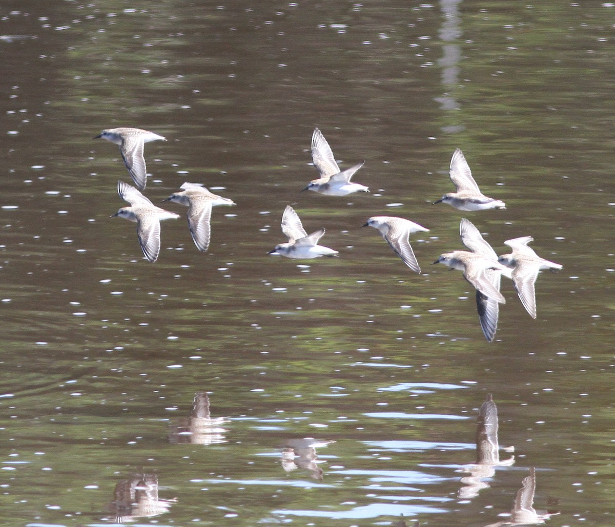 Semipalmated Sandpiper - Stephen Baird