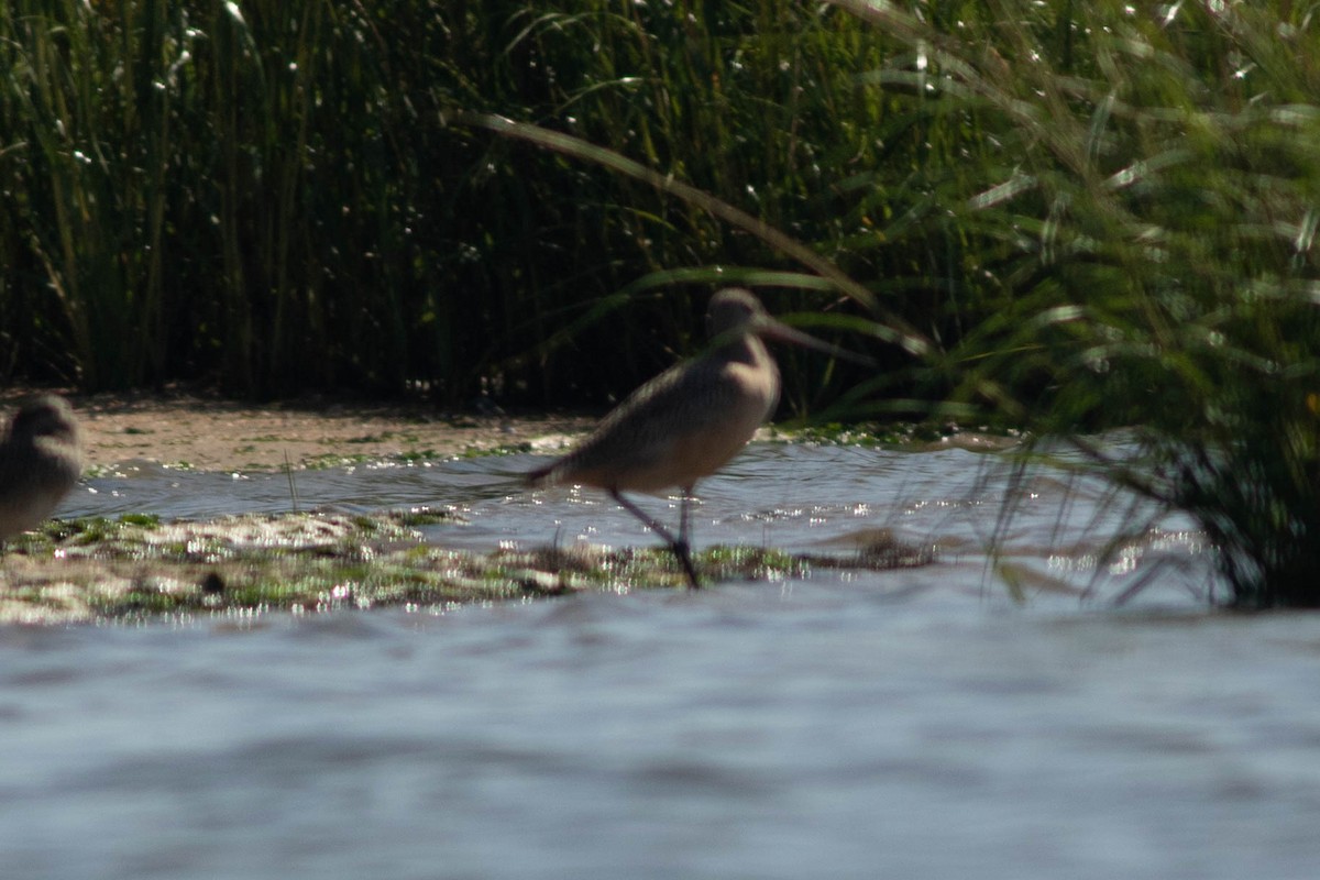 Marbled Godwit - ML115166111