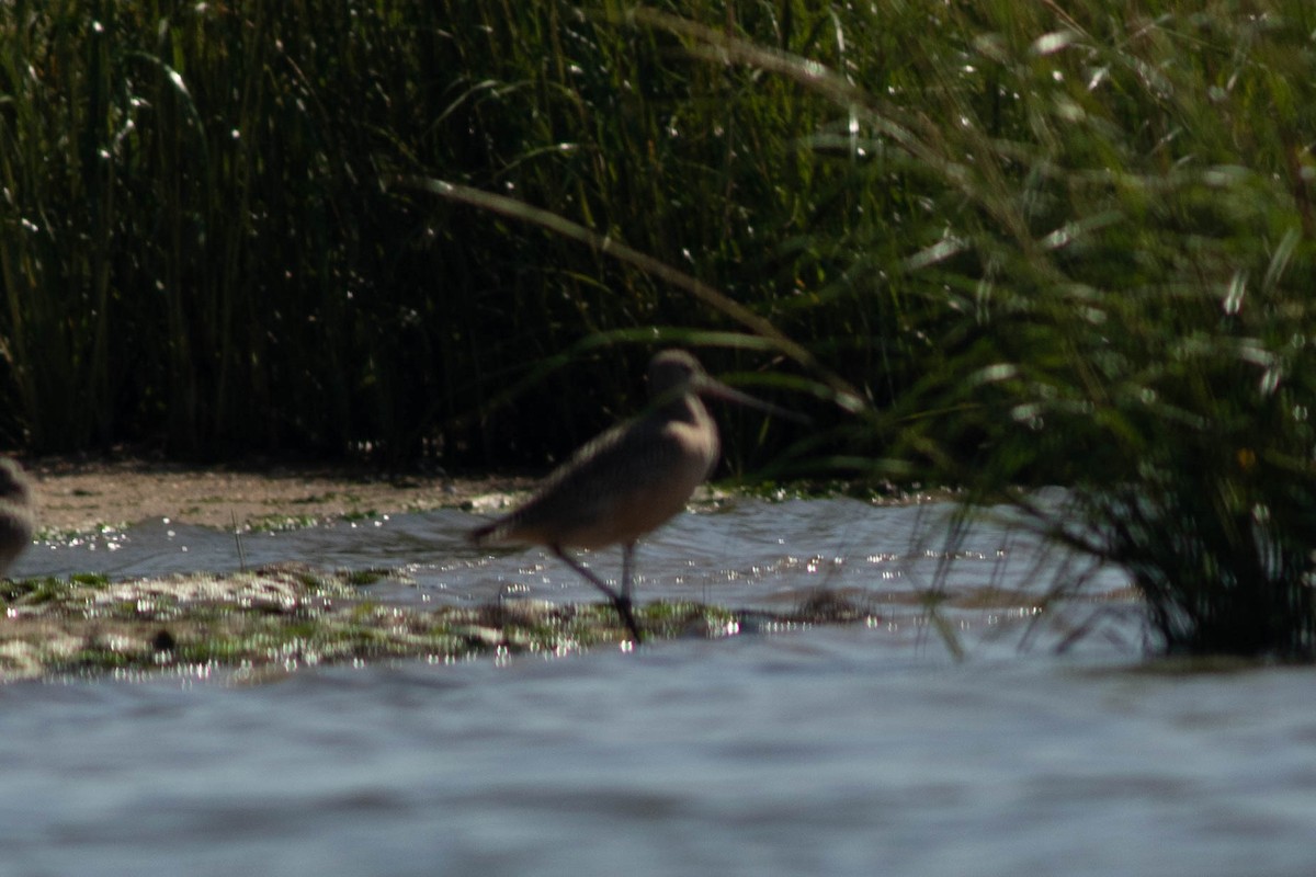 Marbled Godwit - ML115166121