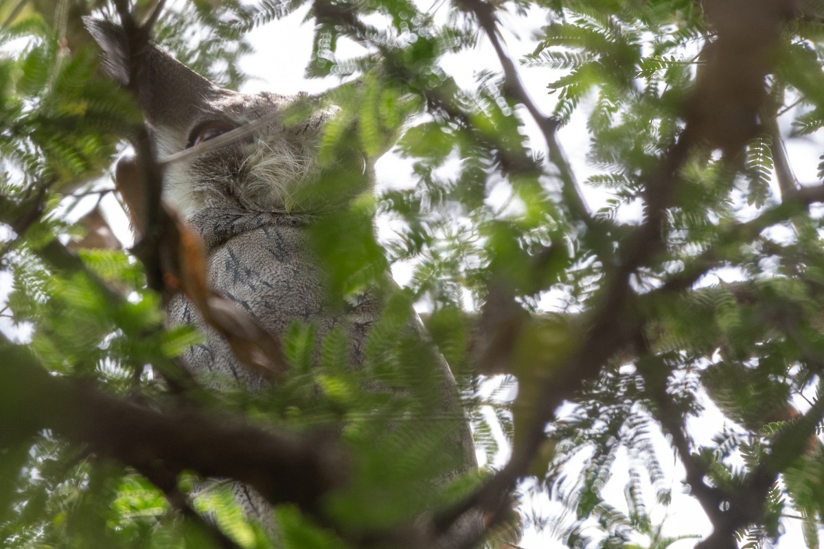 Northern White-faced Owl - ML115166381