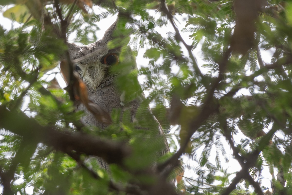 Northern White-faced Owl - ML115166441