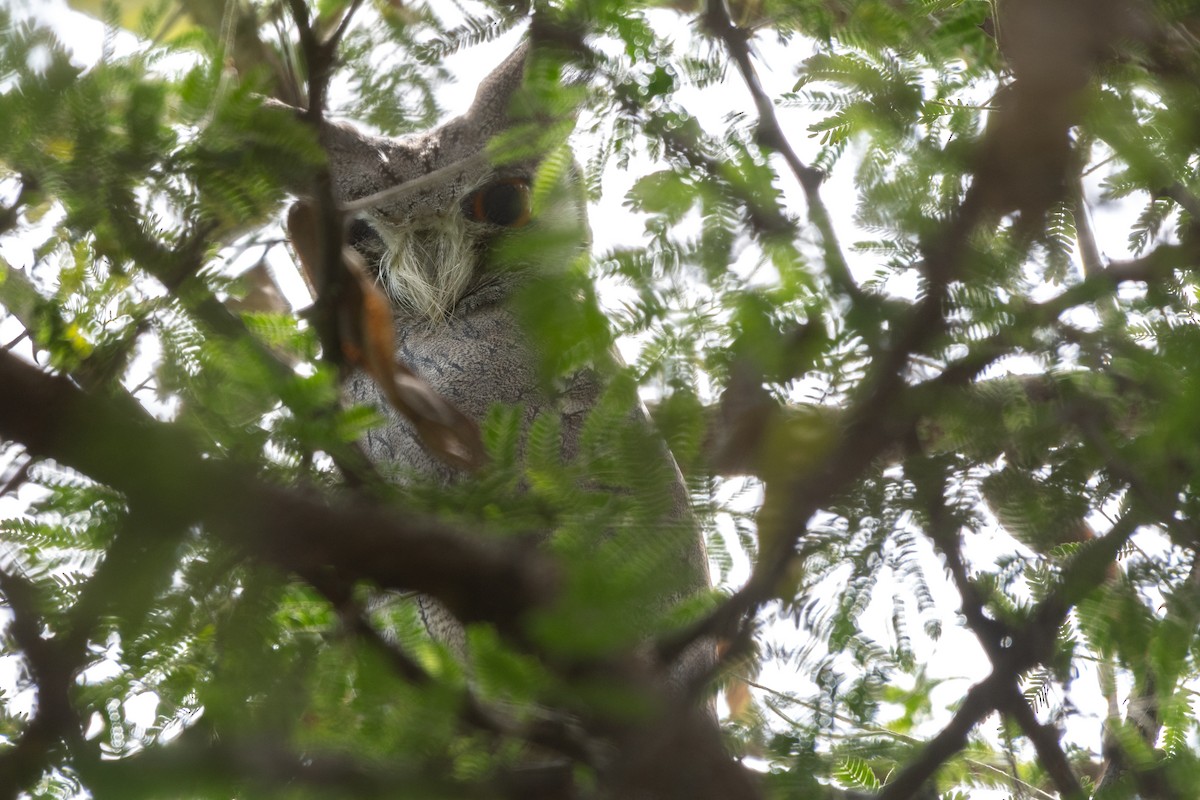 Northern White-faced Owl - ML115166451