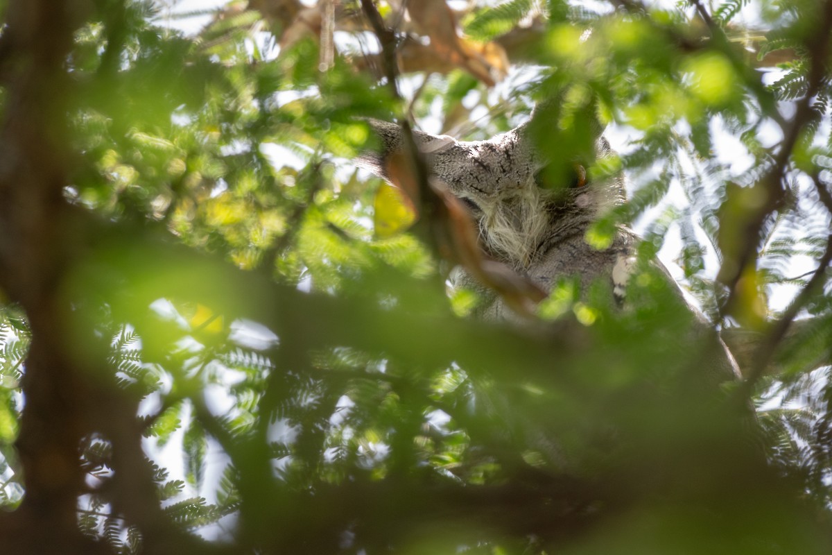 Northern White-faced Owl - ML115166471