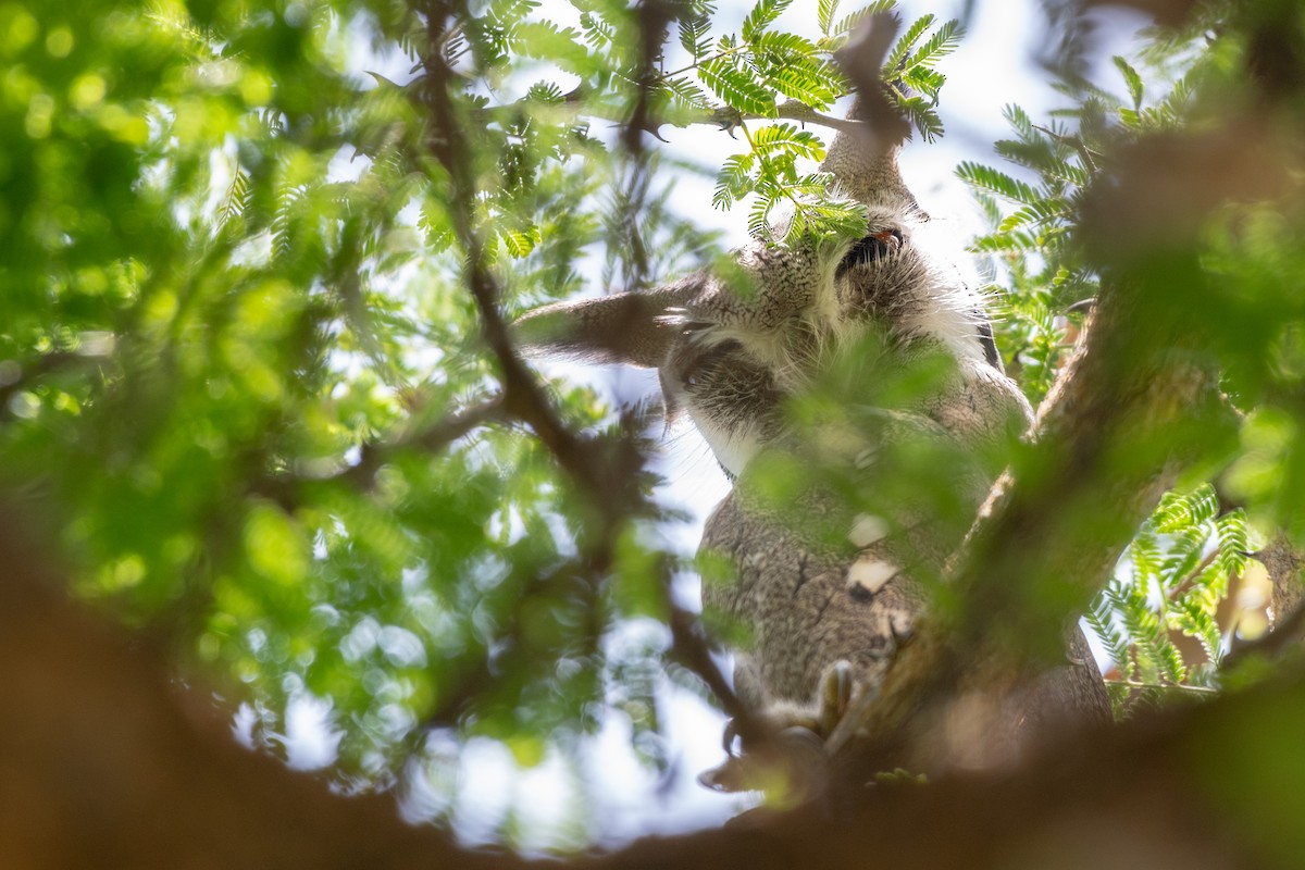 Northern White-faced Owl - ML115166891