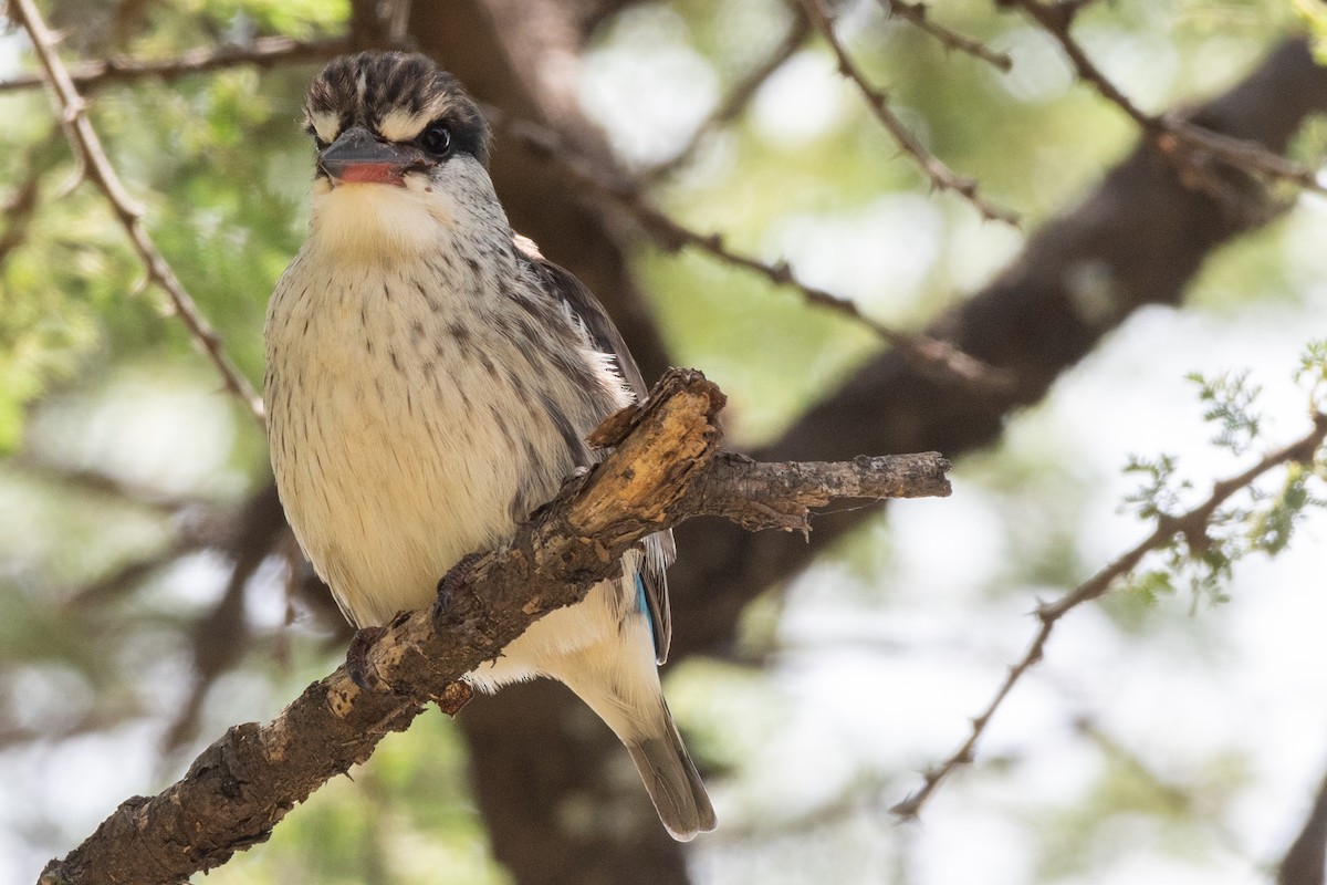 Striped Kingfisher - ML115167581