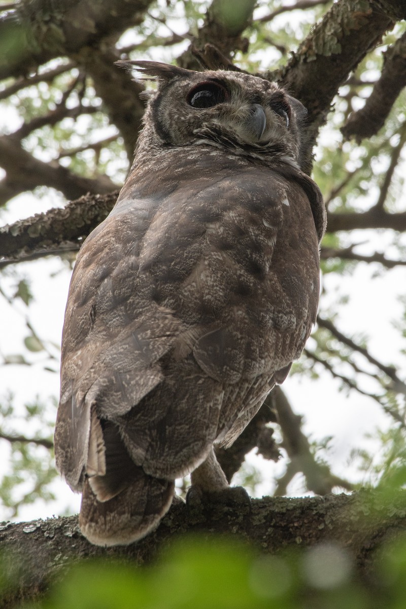 Grayish Eagle-Owl - Ana Paula Oxom