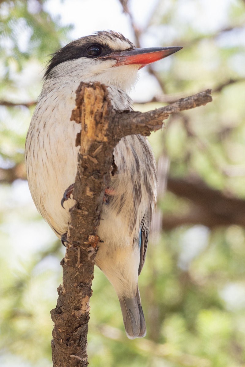 Striped Kingfisher - Ana Paula Oxom