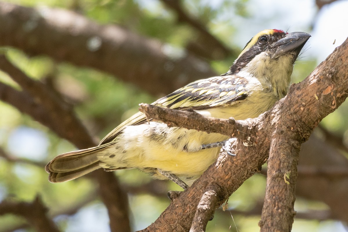 Maskeli Barbet - ML115168161