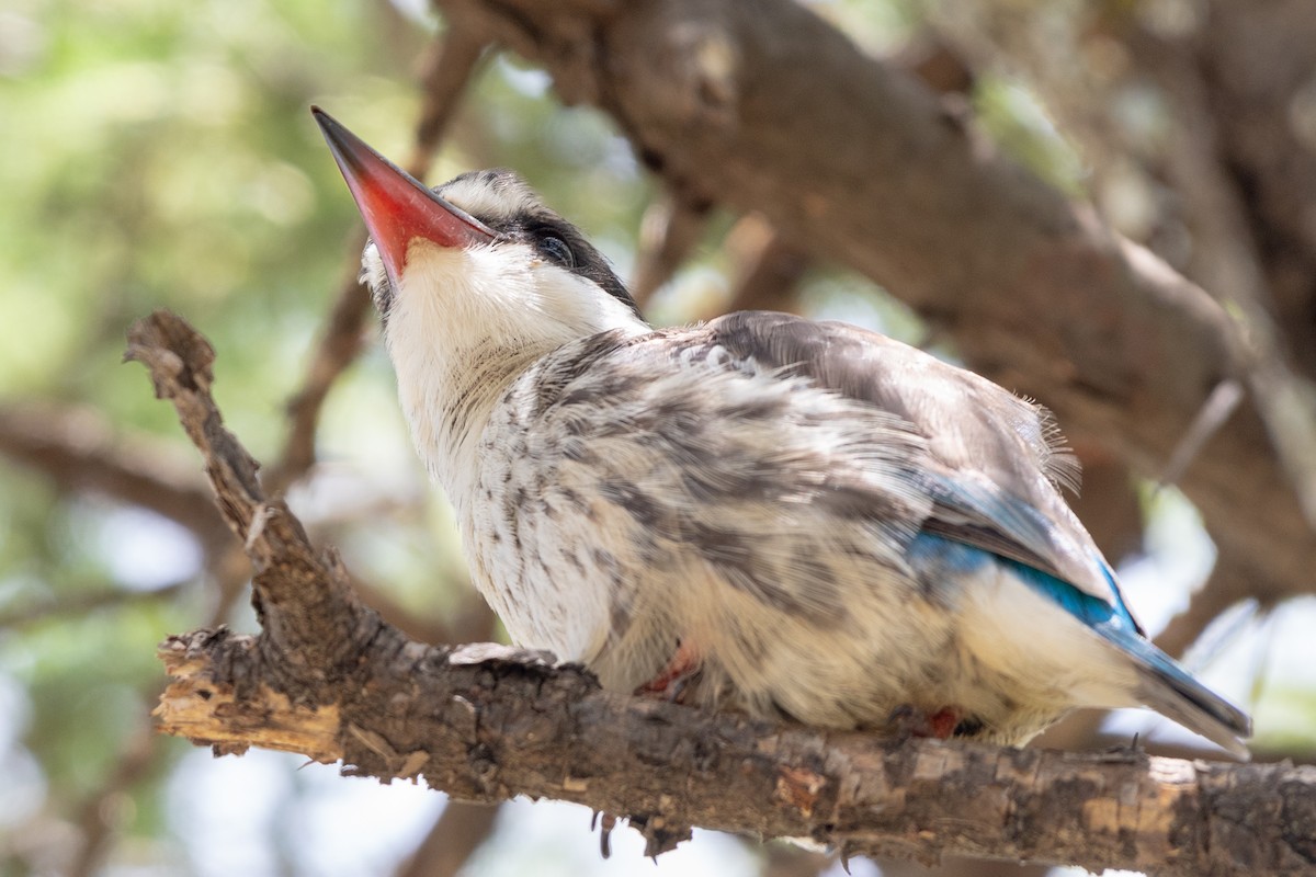 Striped Kingfisher - ML115168171