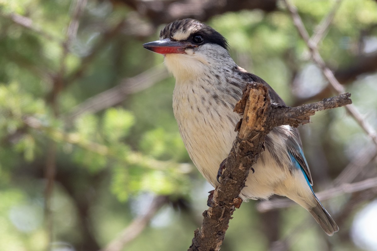 Striped Kingfisher - ML115168181